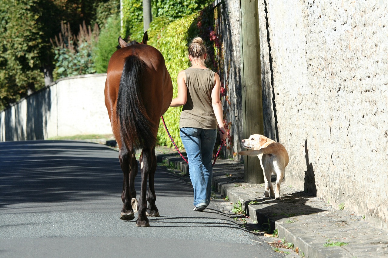 horse, dog, promenade-4842520.jpg