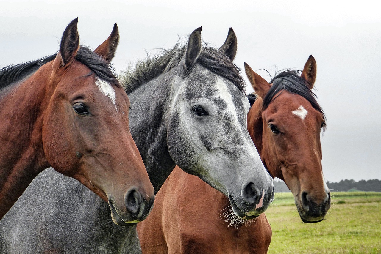 horses, horse heads, heads-1414889.jpg